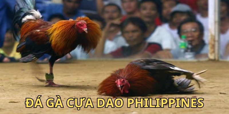 Đá Gà Cựa Dao Philippines