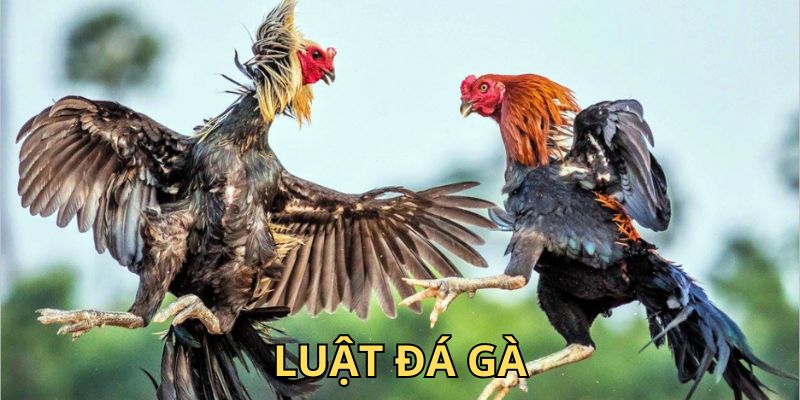 Luật Đá Gà